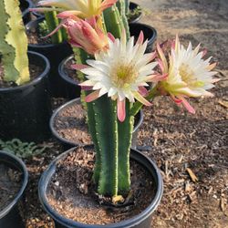 Night Blooming Cactus 