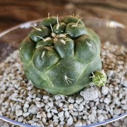 Coryphantha Elephantidens Inermis 