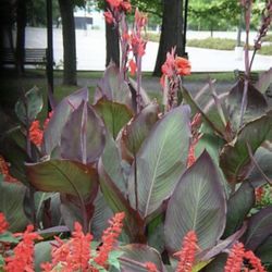 Canna Plants