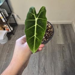 Low Variegated Alocasia Frydek 