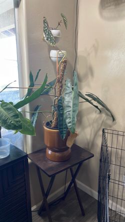 Large live plant