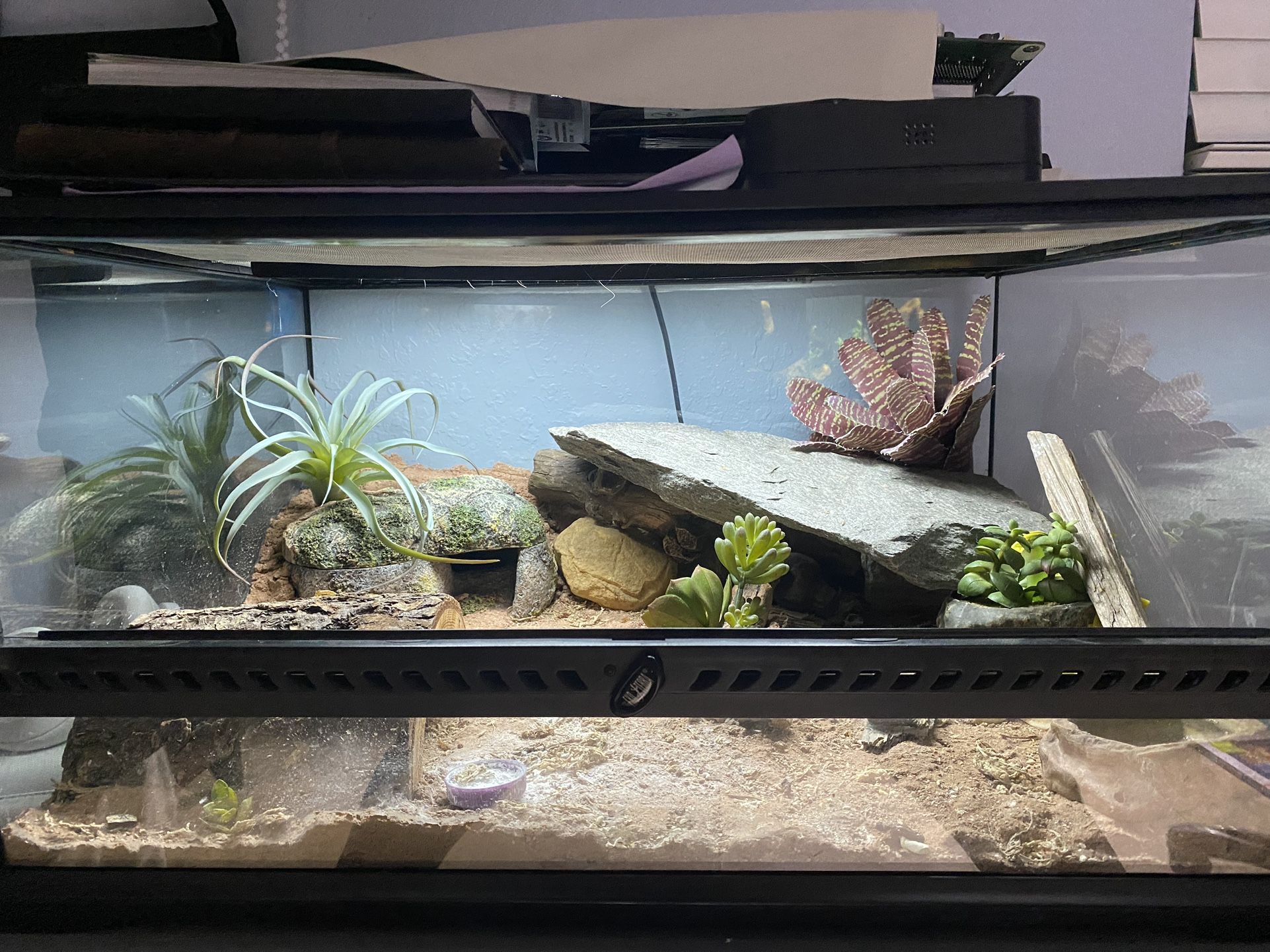 Murphees Patternless Leopard Gecko For Sale