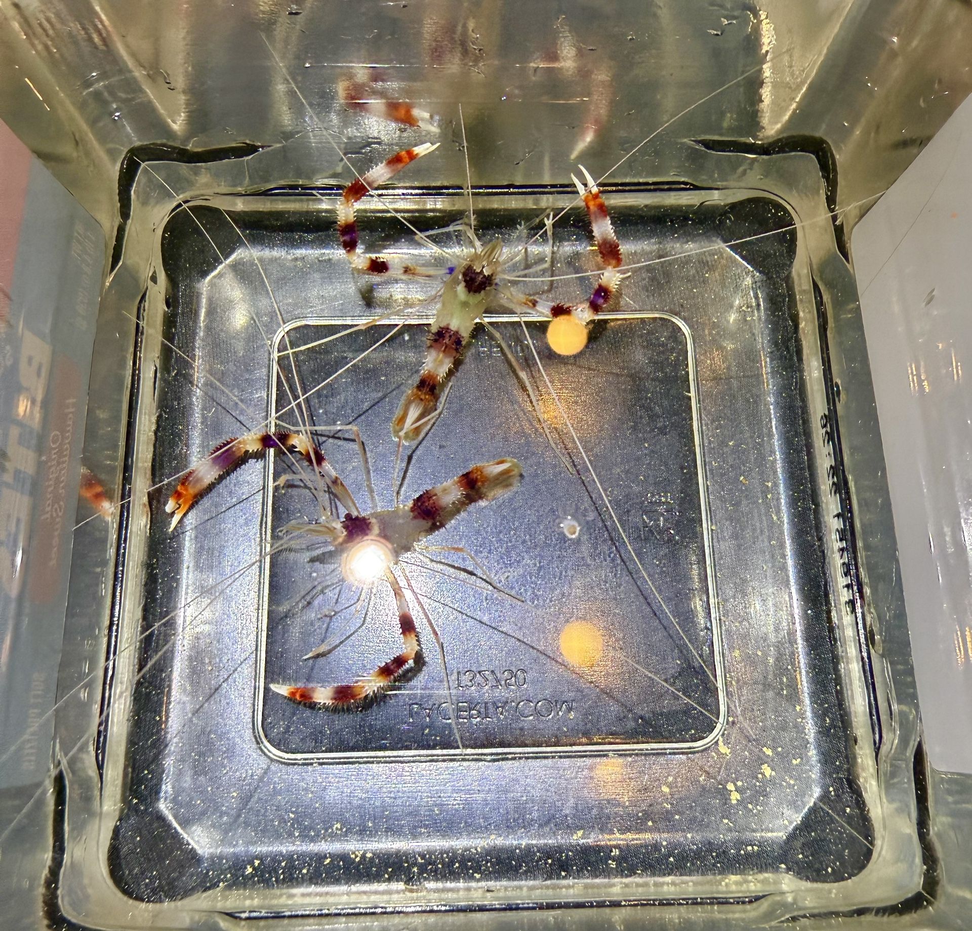 Coral banded Shrimp For Reef Aquarium 