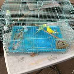 Bird Cage