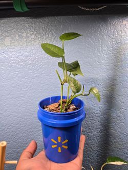 Cebu Blue Pothos