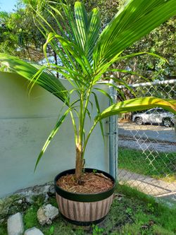 Coconut tree