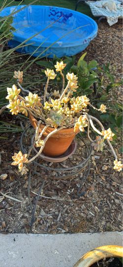 Graptopetalum Paraguayense Ghost Plant in Terracotta Pot with Metal Stand