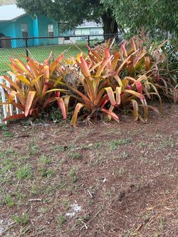 Large Bromilides