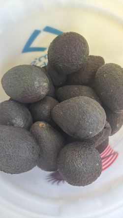 Avocados Fresh Ripe 3 for $5