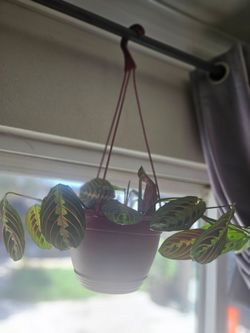 Hanging Prayer Plant