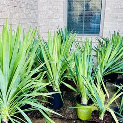 Yucca Plants For Sale $10