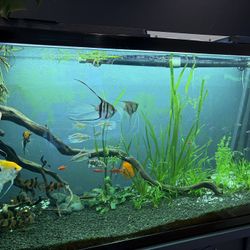 Best Aquarium LED / Light!! Great For Planted Tanks