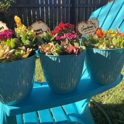 MOTHERS DAY SUCCULENT ARRANGEMENTS 