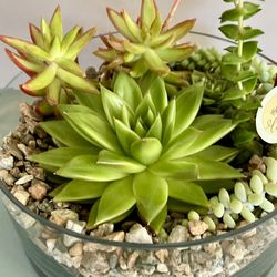 Glass/stones Succulent Collection. Sammamish, Beaver Lake.