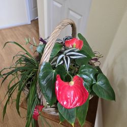 Plants Basket 