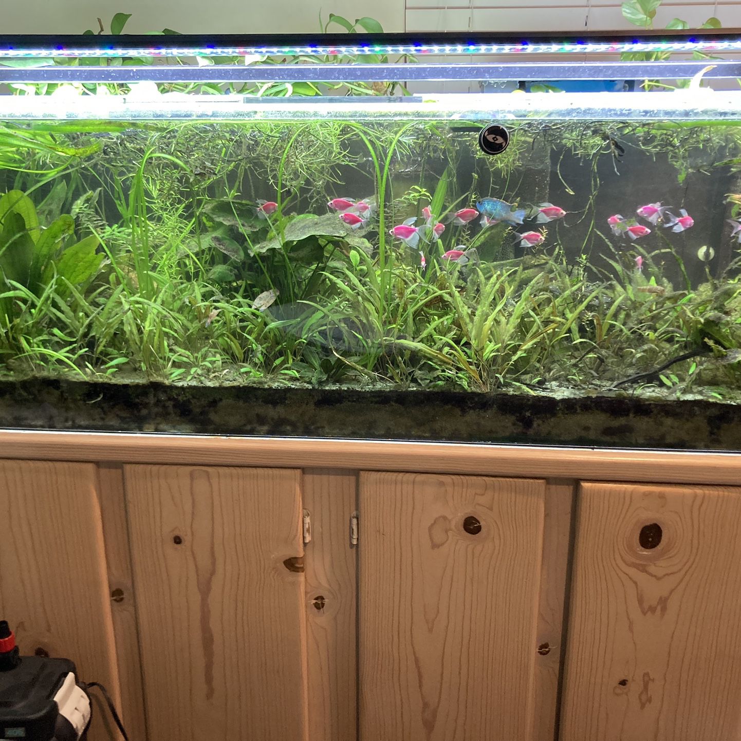 Tanks For sale