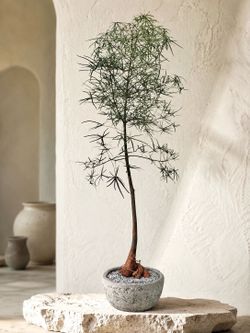 ~ 7 Ft. Tall Queensland Bottle Tree/ Brachychiton Rupestris (Planter Included) ‘Local LA Seller’