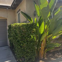 Curb Alert!! FREE Trees & Plants