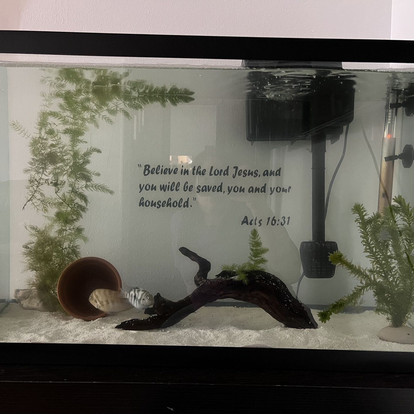 40 Gallon Fish Tank