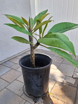Plumeria, Pink Flower Plant