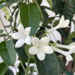 Madagascar Jasmine - Jasmine Bridal Wedding Flowers Climbing Outdoor Plant, In 5 Gallóns Pot Pick Up Only