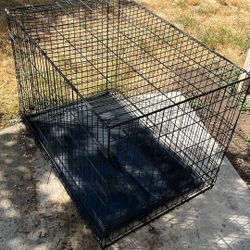 Black Dog Kennel 