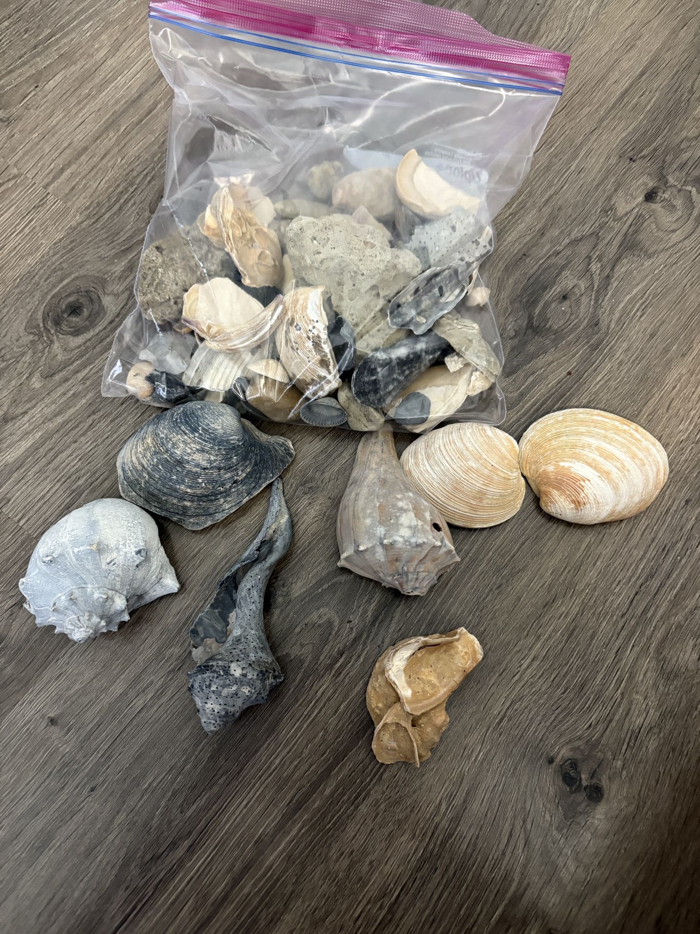 Large and Small Sea Shell Collection – Mixed Lot for Crafts, Decor, Aquarium