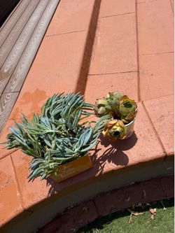 Free plants