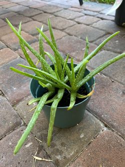 Aloe Plant