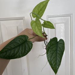 Monstera Siltipecana Plant CUTTING- Rooted