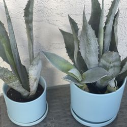 Ceramic Pots And Agave, Aloe Vera Plants 