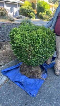 Box wood plants,  hedge plants