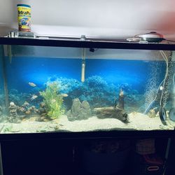 ✨ 55 Gallon Fish Tank Setup – Complete Bundle – Excellent Condition ✨