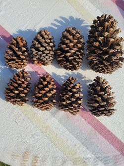 Pine Cones