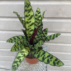 6” rattlesnake calathea 