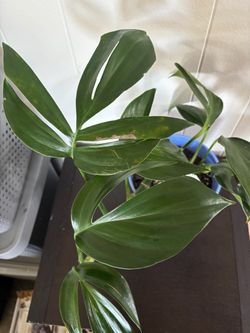 Rhaphidophora Decursiva Dragon Tail Plant 6 inch pot