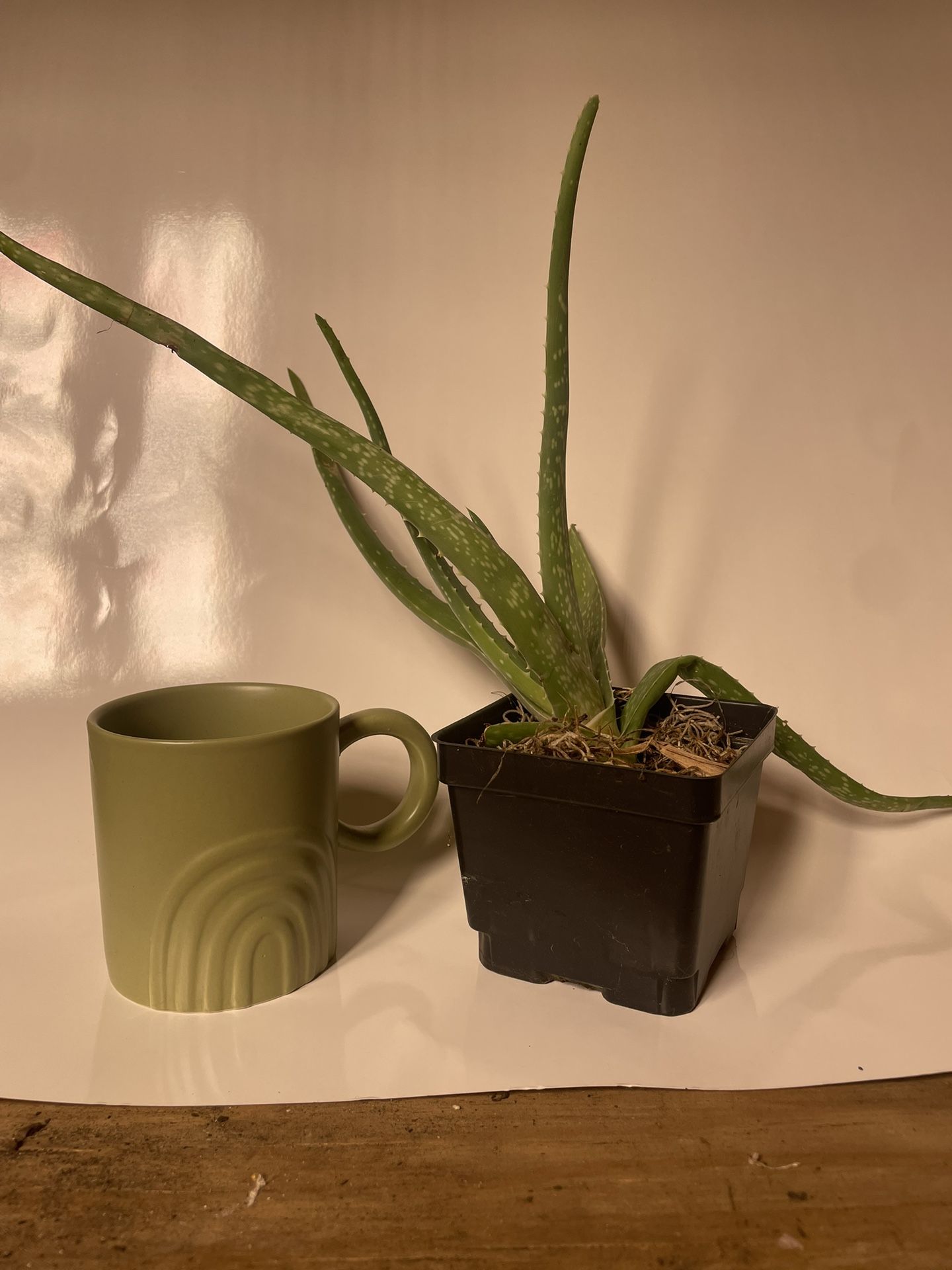 Medicinal Aloe