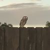 Chris