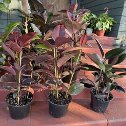 Different Kinds Of Rubber Plants