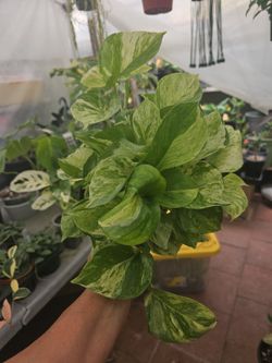 Manjula Pothos