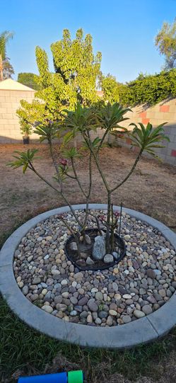 Free Plumeria