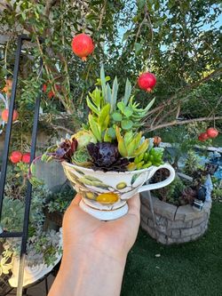 Very Beautiful Succulent Arrangement in a cute teacup
