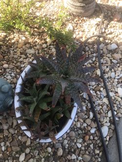 Aloe Plants