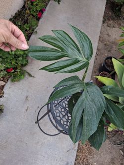 Rhaphidophora Decursiva "Dragon Tail " Plant $38