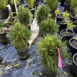 Pinus sylvestris 'Green Penguin' SCOTCH PINE