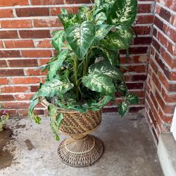 Artificial Plant Dieffenbachia in Wicker Pedestal Basket