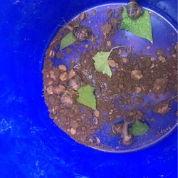  Pet snails