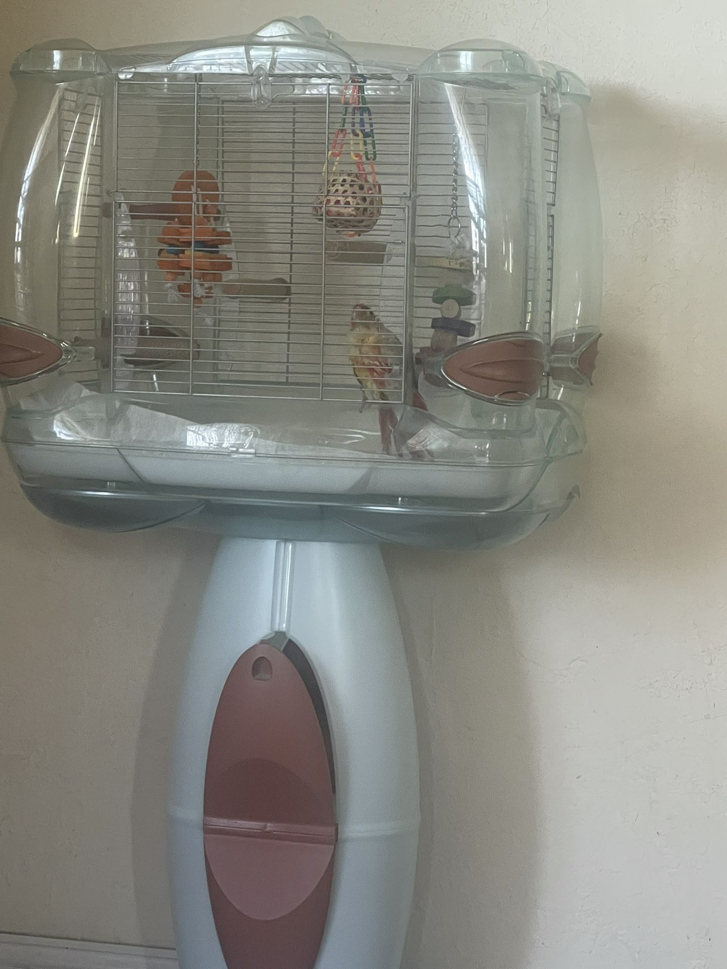Bird Cage 
