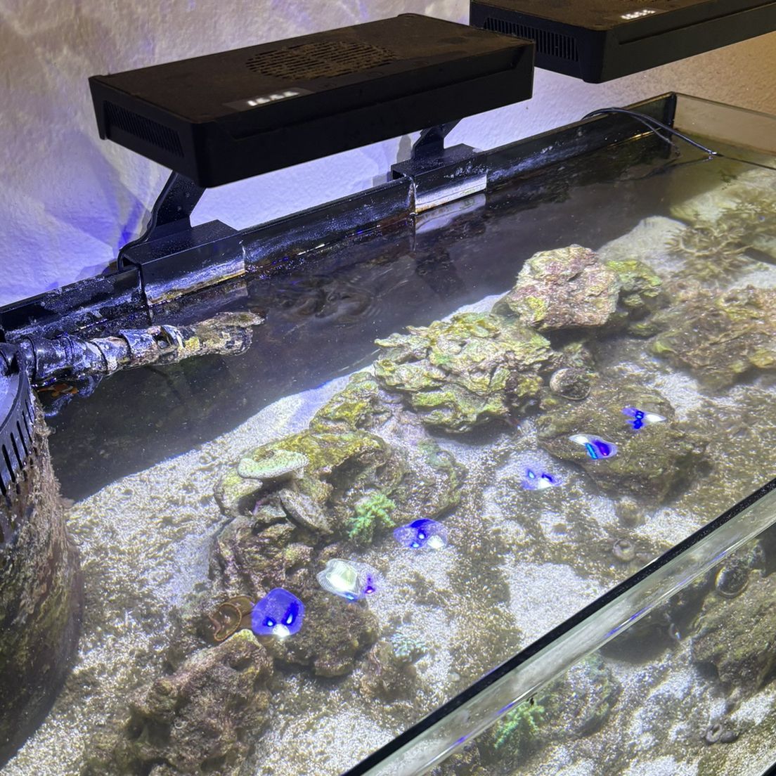 Complete Saltwater Reef Tank Set Up 36 Gallons