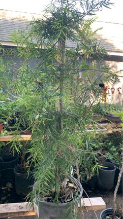 Yew pine plant in 5 gallon pot